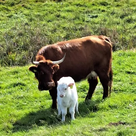 Steewer Gemuetliche Bis 6 Pers In Ruhiger Ortsrandlage