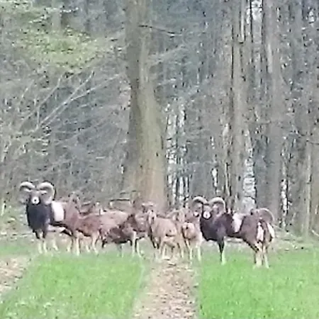 Steewer Gemuetliche Bis 6 Pers In Ruhiger Ortsrandlage