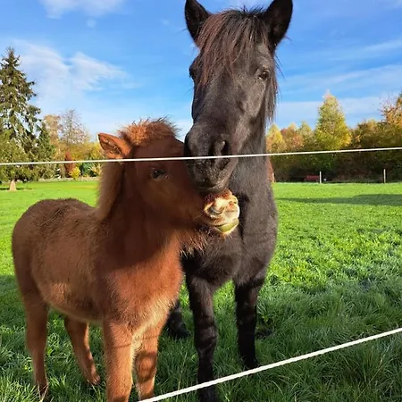 Steewer Gemuetliche Bis 6 Pers In Ruhiger Ortsrandlage Apartment