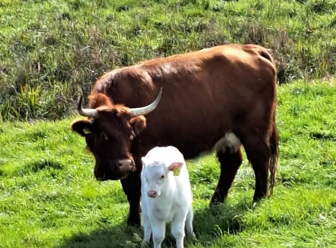 Steewer Gemütliche Bis 6 Pers In Ruhiger Ortsrandlage