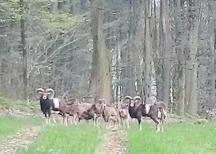 Steewer Gemütliche Bis 6 Pers In Ruhiger Ortsrandlage