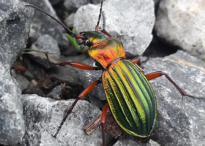 Steewer Gemütliche Bis 6 Pers In Ruhiger Ortsrandlage Stebach