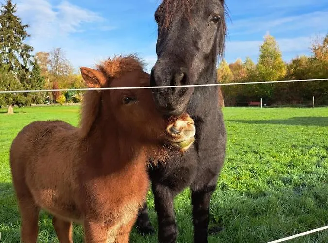 Steewer Gemuetliche Bis 6 Pers In Ruhiger Ortsrandlage Apartamento